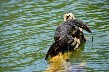 Animals from Kandy lake, Srí Lanka
