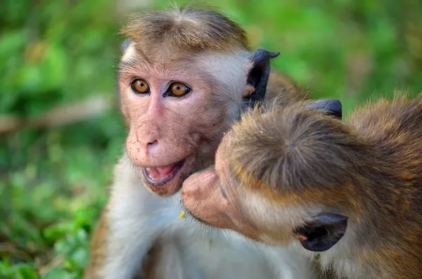 Monkeys from Polonnaruwa, Srí Lanka — Stock Photo, Image