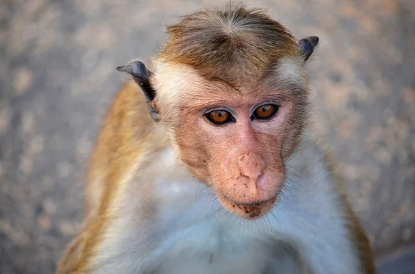 Monkeys from Polonnaruwa, Srí Lanka — Stockfoto