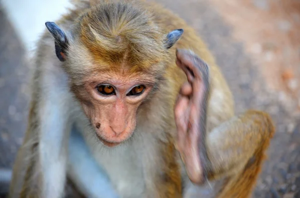 Monos de Polonnaruwa, Srí Lanka —  Fotos de Stock