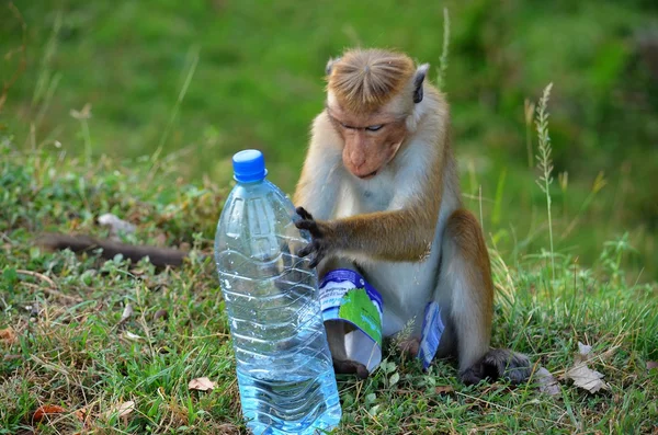 Monkeys from Polonnaruwa, Srí Lanka — Stock Photo, Image