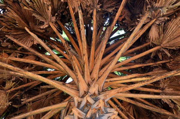 Detail of dry palm tree, Srí Lanka — Stock Photo, Image