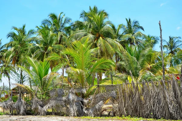 Palm trees at the beach, Srí Lanka — Stockfoto