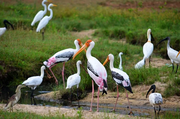 Colorful birds, Srí Lanka — Stok fotoğraf