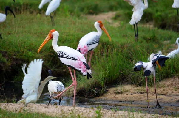 Colorful birds storks, Srí Lanka