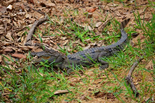 Baby-Krokodil entspannt sich am Ufer, srí lanka — Stockfoto