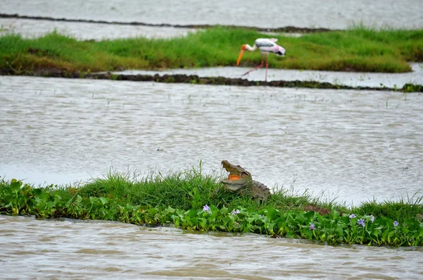 Krokodile auf den Reisfeldern, srí lanka — Stockfoto