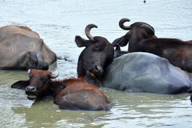 Water buffalos, Srí Lanka