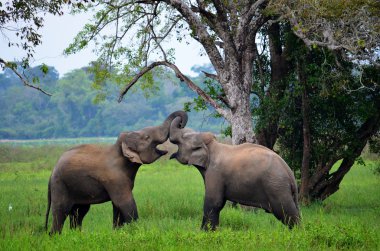 Elephants in love, Srí Lanka