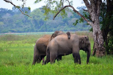 Elephants in love, Srí Lanka