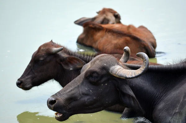 Water buffalos, Srí Lanka — Zdjęcie stockowe