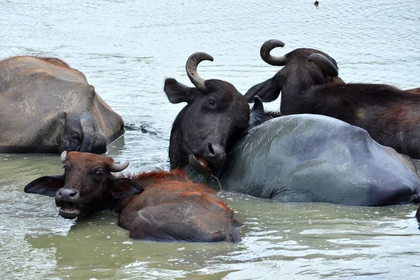 Water buffalos, Srí Lanka — Stok fotoğraf