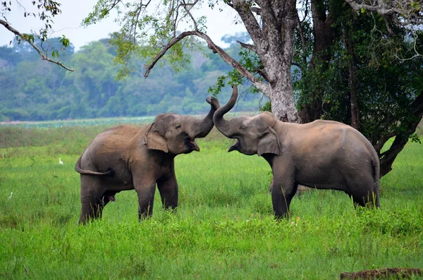Elephants in love, Srí Lanka