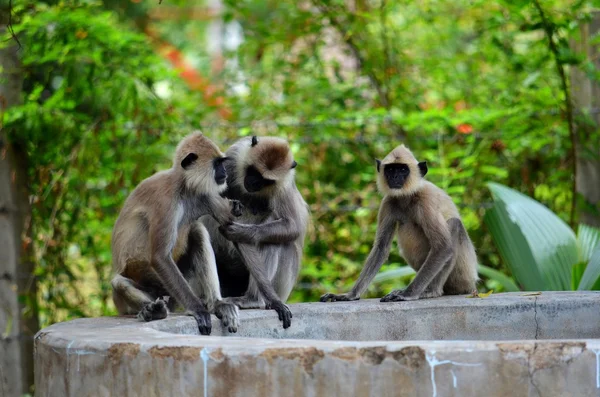 Monkey s family — Stock Photo, Image