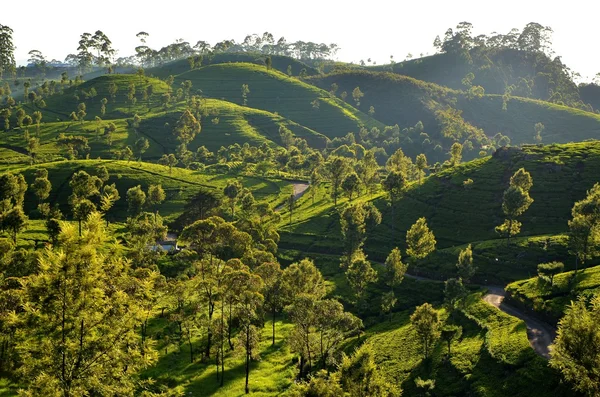 Tea plantations in Srí Lanka — Zdjęcie stockowe