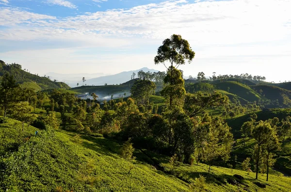 Tea plantations in Srí Lanka — Stock Fotó