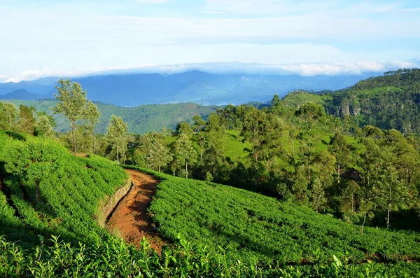 Tea plantations in Srí Lanka — Stok fotoğraf