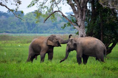 Elephants in love, Srí Lanka