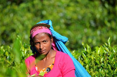 Tea picking, Srí Lanka
