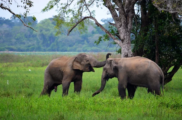 Elephants in love, Srí Lanka — Stock Photo, Image