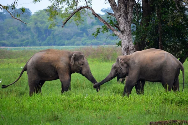 Elephants in love, Srí Lanka — Zdjęcie stockowe