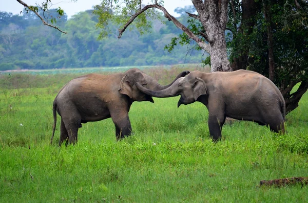 Elefantes apaixonados, Sri Lanka — Fotografia de Stock