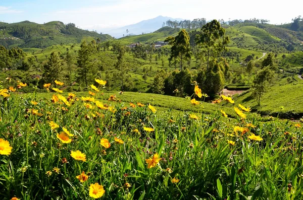 Tea plantations in Srí Lanka — 스톡 사진
