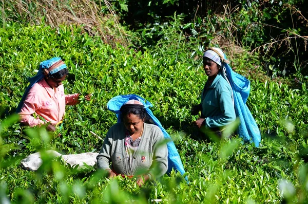 Tea picking, Srí Lanka — 图库照片