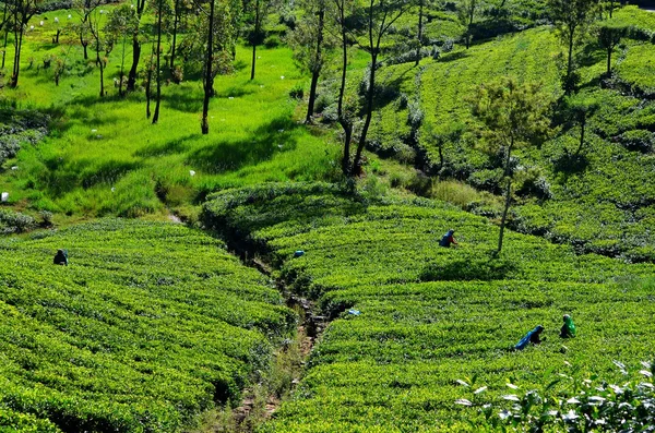 Tea plantations in Srí Lanka — Stock fotografie