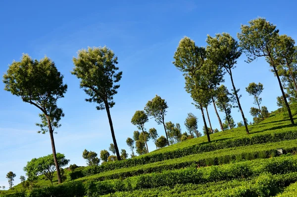 Tea plantations towards the blue sky, in Srí Lanka — Stok fotoğraf