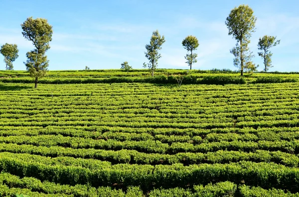 Tea plantations, around Haputale, Srí Lanka — Stok fotoğraf