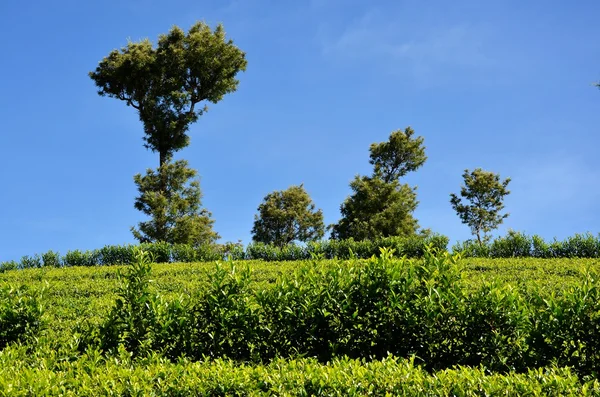 Plantations de thé en Sri Lanka — Photo