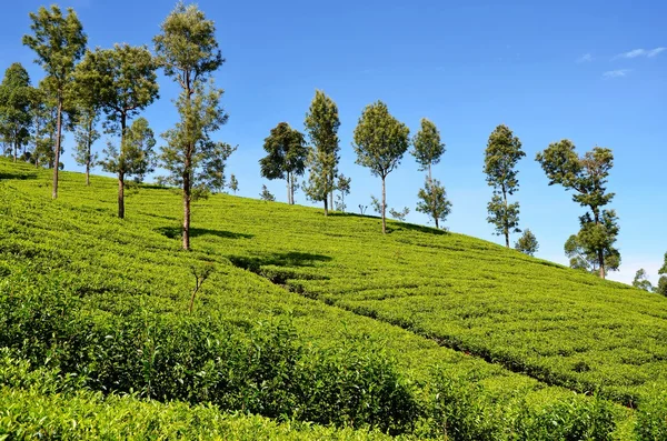 Plantations de thé et ciel bleu, Sr. Lanka — Photo
