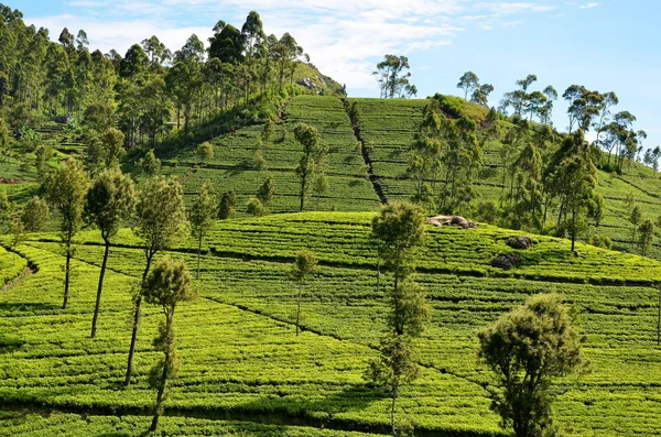 Tea plantations in Srí Lanka — Stok fotoğraf