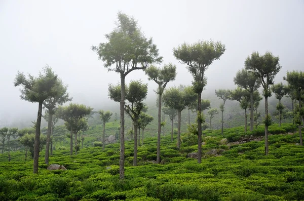 Tea plantations in mist, Srí Lanka — Stock fotografie
