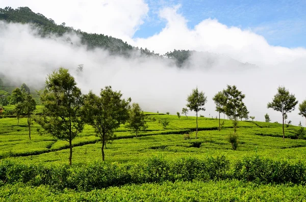 Tea plantations in mist, Srí Lanka