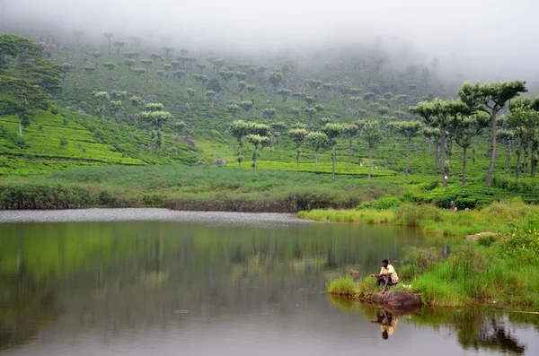 Tea plantations in Srí Lanka — Stok fotoğraf