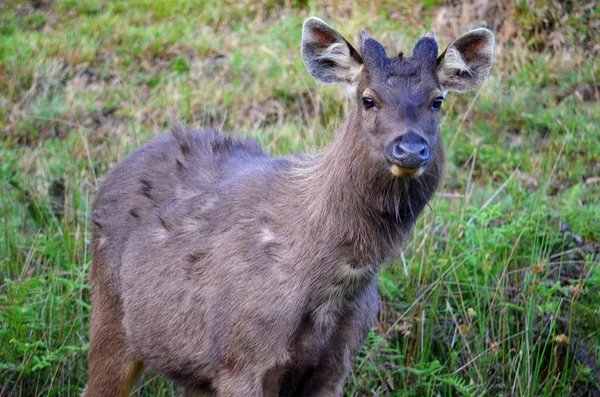 Ciervos en el Parque Nacional Hortons Plain, Sri Lanka — Foto de Stock