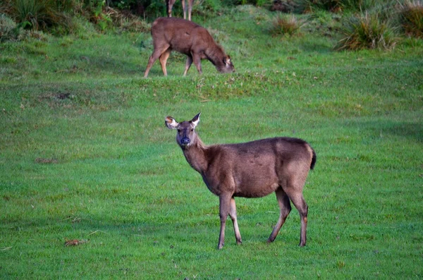 Ciervos en el Parque Nacional Hortons Plain, Sri Lanka Imagen De Stock