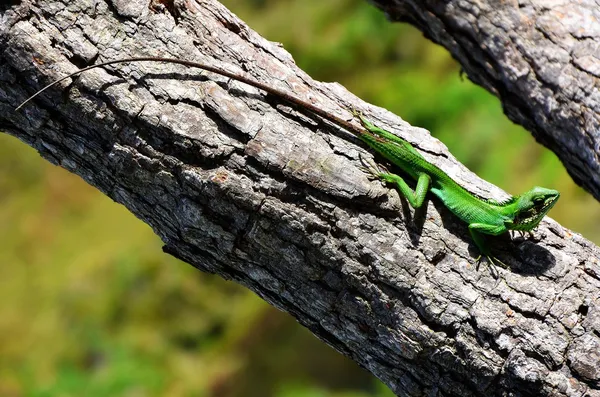 Colorful chameleon from NP Horton Plains — Stock Photo, Image