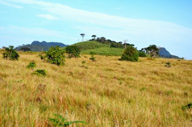 Yatay Milli Parkı horton Plains, sri lanka