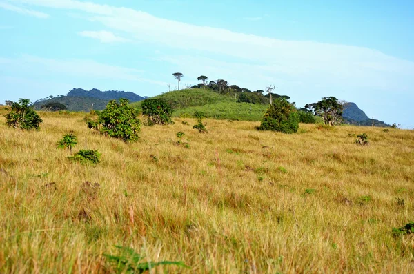 Yatay Milli Parkı horton Plains, sri lanka