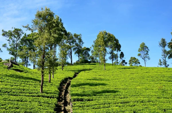 Landscape of tea plantations in Srí Lanka
