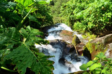 Waterfalls Los Chorros, El Salvador clipart