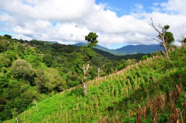 Coffee plantations, El Salvador clipart