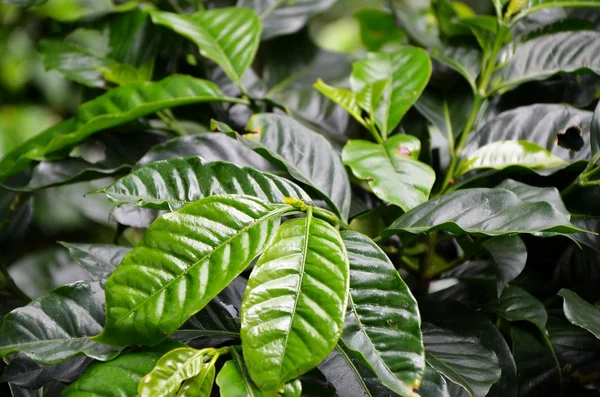 Cafeteras, El Salvador — Foto de Stock