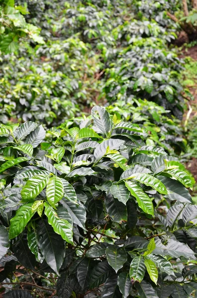 Coffee plantations, El Salvador — Stock Photo, Image