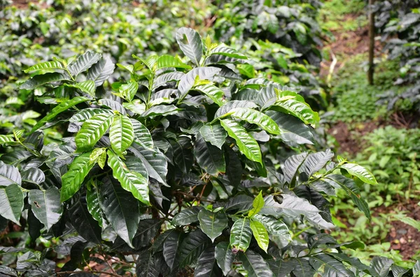 Coffee plantations, El Salvador — Stock Photo, Image