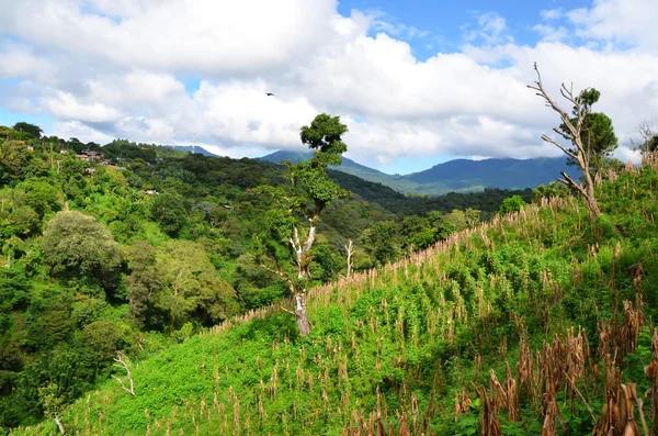 Kávové plantáže, el salvador Stock Fotografie