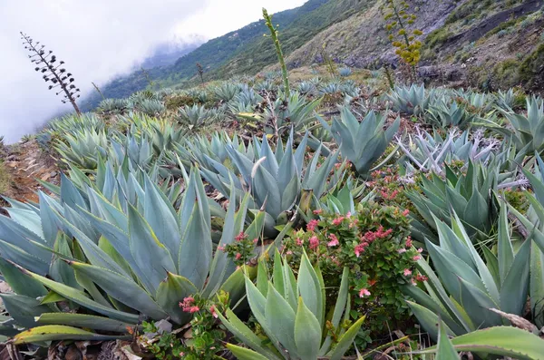 Santa ana ve onun kaktüs çiçek, el salvador
